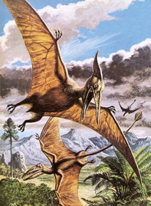 Pteranodon (boven) en Rhamphorhynchus (onder) door Roger Payne