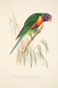 Blauwbuikige lori, handgekleurde gravure door Roland Green