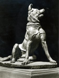 Bull Mastiff Hond door Roman Roman