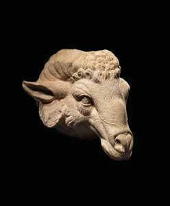 Hoofd van een Ram door Roman Roman