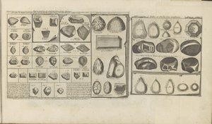 Diamanten, robijnen en parels door Romeyn de Hooghe