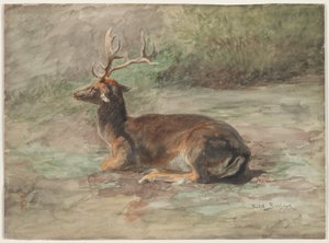 Liggend hert, tweede helft 19e eeuw (waterverf en gouache over grafiet) door Rosa Bonheur