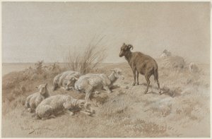 Schapen