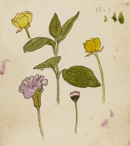 Studie van bloemen - boterbloem en madeliefje