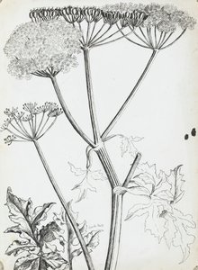 Fluitenkruid door Rosalie Brill