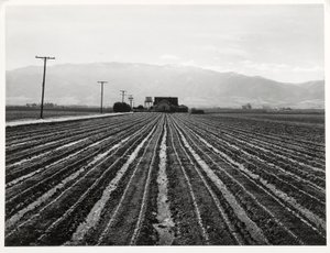 Jonge sla, Salinas, Californië