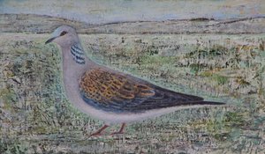 Tortelduif door Ruth Addinall