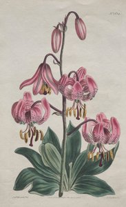 Het Botanische Tijdschrift of Bloementuin Getoond: Gladde Stengel Martagon, Turkse Lelie