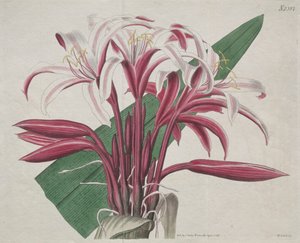 Het Botanische Tijdschrift of Bloementuin Getoond: Statige Crinum