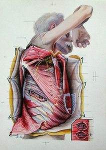 Dissectie van de rechter laterale zijde van de thorax, uit een boek over anatomie door S. Dupret