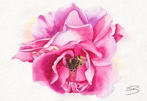 Bloeiende roze roos door Salome
