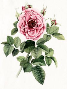 Bloeiende roze roos door Salome
