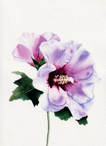 Paarse hibiscusbloemen door Salome