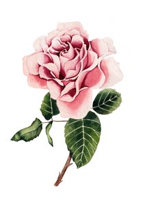 Roze roos in aquarel door Salome