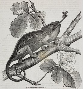 Afrikaanse kameleon, lithografie door Salvatore Puglia uit Poliorama Pittoresco, nr. 30, 4 maart door Salvatore Puglia