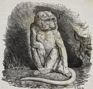 Albino-aap in Jardin des Plantes, botanische tuin van Parijs, Frankrijk, lithografie door Salvatore Puglia uit Poliorama Pittoresco, nr. 23, 14 januari door Salvatore Puglia
