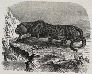 Zwarte Panter in Jardin des Plantes, botanische tuin van Parijs, Frankrijk, lithografie uit Poliorama Pittoresco, nr. 26, 4 februari door Salvatore Puglia