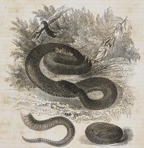 Zwarte variëteit van de gewone adder, staart en kleine adder opgerold als in de baarmoeder, lithografie door Salvatore Puglia uit Poliorama Pittoresco, nr. 27, 8 februari