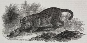 Sumatraanse kat, lithografie door Salvatore Puglia uit Poliorama Pittoresco, nr. 47, 1 juli door Salvatore Puglia