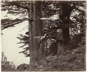 Twee cederbomen, Himachal Pradesh