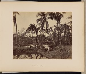 Calcutta; Rustieke taferelen en plattelandsleven in Bengalen door Samuel Bourne