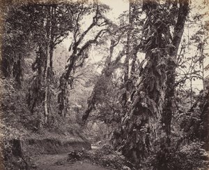 Darjeeling, boslandschap met slingerplanten, met de Tukvar-weg