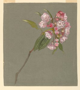 Een Tak van Berglaurier met Bladeren en Bloesems
