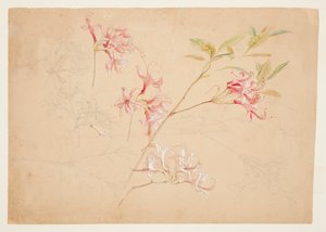 Azalea