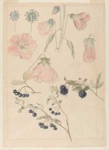 Botanische Detailstudies: Stokrozen, Bosbessen en Bramen
