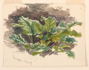 Botanische studie