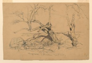 Tekening, Studies. Bomen, Santa Barbara, Californië, 3 februari 1888 door Samuel Colman