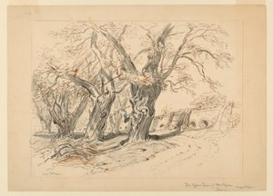 Tekening, studie voor De cipressen van Montezuma, Park van Chapultepec, Mexico door Samuel Colman