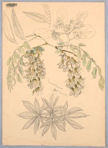 Acaciabloesems door Samuel Colman
