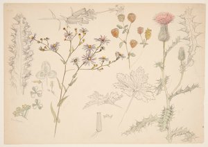 Studies van weidebloemen