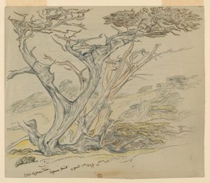 Studie van Oude Cipressen, Cypress Point door Samuel Colman