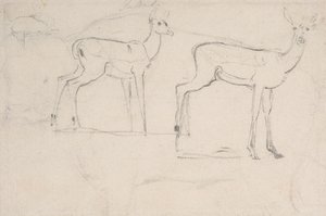 Studie voor twee staande Pallah-herten door Samuel Daniell