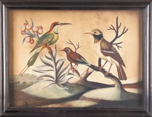 Indiase bijeneter, zwart-witte Indiase spreeuw en Braziliaanse vink door Samuel Dixon