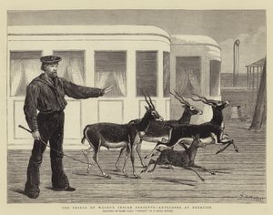 De Indiase Geschenken van de Prins van Wales, Antilopen in Oefening door Samuel Edmund Waller