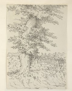 Een iepboom in Bedminster