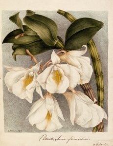 Dendrobium Formosum, c.1839 door Samuel Holden