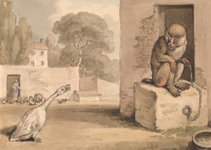 Een gans en een baviaan door Samuel Howitt