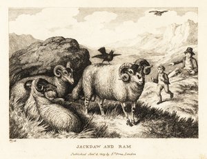 Een kauw zingt op de rug van een ram. 1811 (ets)