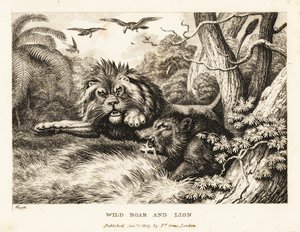 Een leeuw en een wild zwijn vechten terwijl gieren erboven cirkelen. 1811