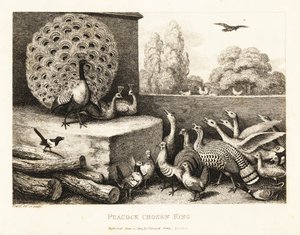 Een pauw gekozen tot koning van de boerderijvogels. 1811 (ets)