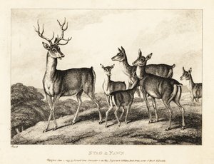 Een hert met hinden en kalveren. Hert en kalf. 1811 (ets) door Samuel Howitt