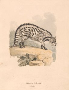 Afrikaanse civetkat