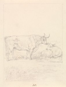 Stier en koe