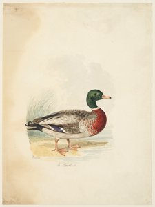 Eend - Anas boschas, ca. 1813-22 door Samuel Howitt