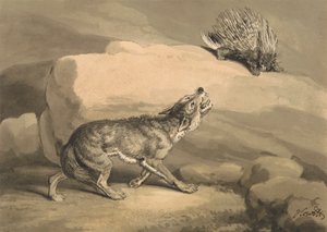 Vos en de egel (stekelvarken) door Samuel Howitt