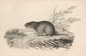 Muskusrat